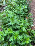 Mugwort Herbal Wild Grown #H110