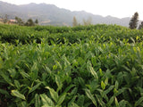 You pick your own tea ( Green Tea)