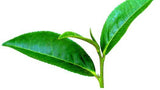 Tea sampler( China Green Tea sampler)