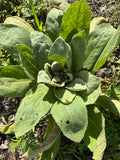 Mullein Mint Tea