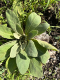 Mullein Mint Tea