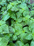 Perilla Peppermint Tea Herbal Tea