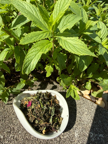 Honeysuckle Mint Tea