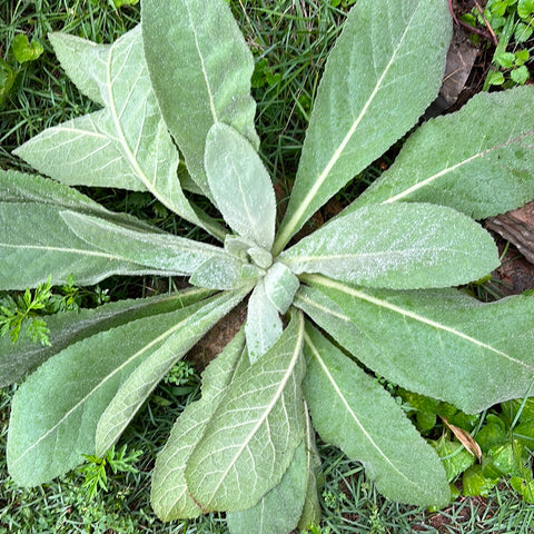 Mullein leave wild grown 4oz per package