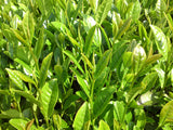 Pu-erh-Green Puerh Tea P8