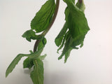 Spearmint White Tea $3.95 With White Peony Tea