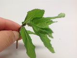 Spearmint White Tea $3.95 With White Peony Tea