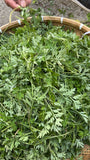 Mugwort Herbal Wild Grown #H110